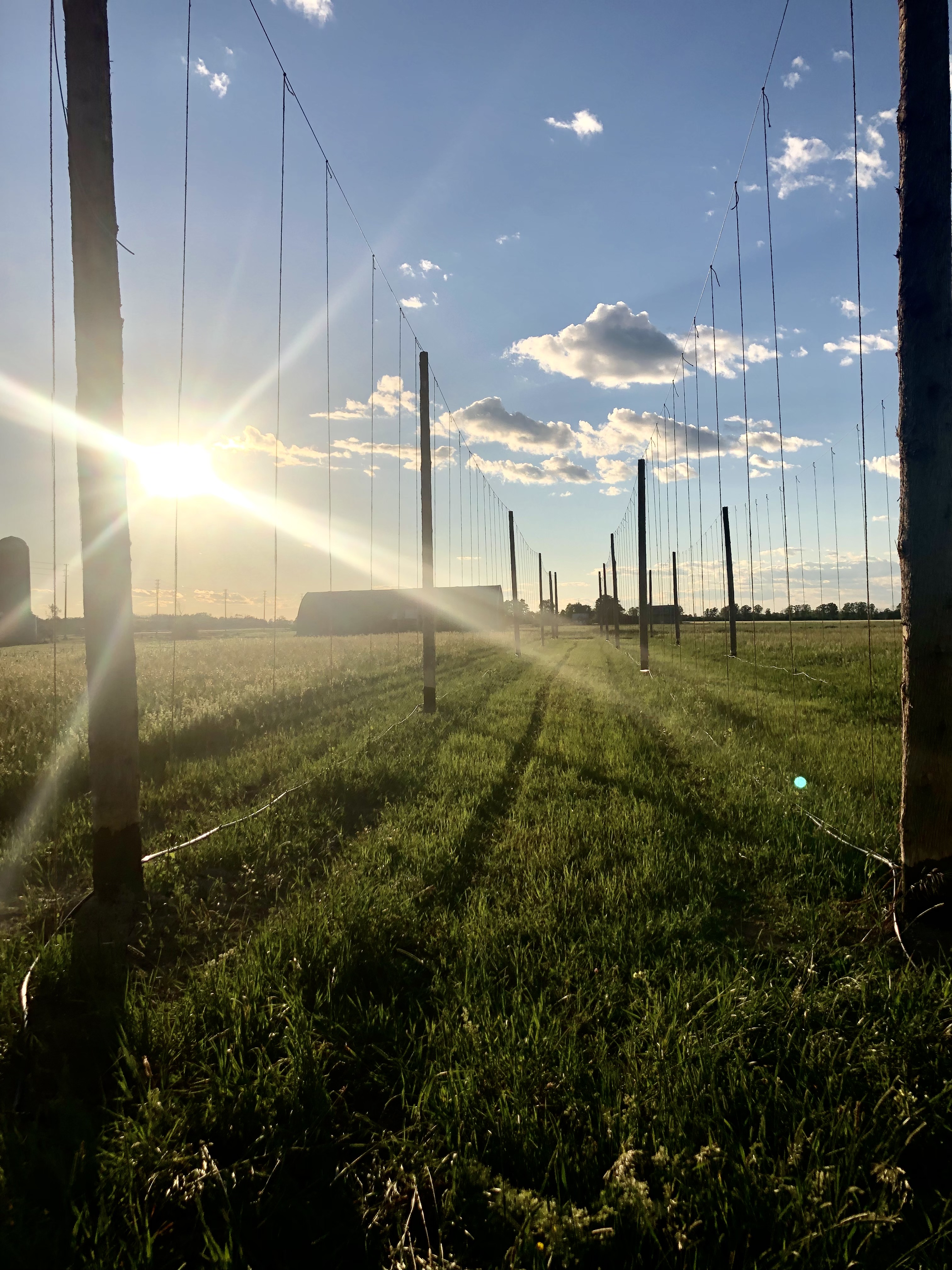 Battle House Hops Farm View