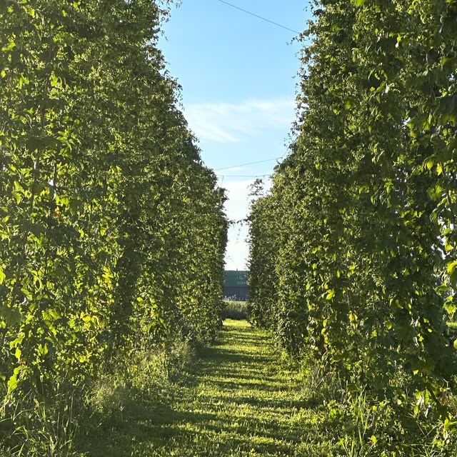 Rows of hop bines in the hop yard