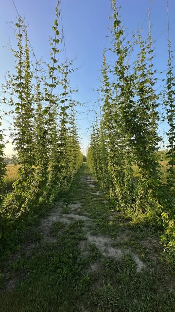 Battle House Hops farm reel from July 8, 2026
